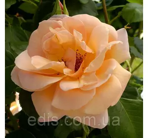 Троянда в'юнка Скул Гьол (School Girl) Троянда в'юнка Скул Гьол (School Girl)