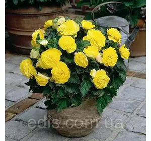 Бегонія бульбова махрова New Star Жовта (1 бульба) Бегонія бульбова махрова New Star Жовта (1 бульба)