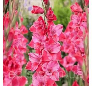 Гладіолус гофрований Titanic (Тітанік) 3 шт/уп. 12/14. Гладіолус гофрований Titanic (Тітанік) 3 шт/уп. 12/14.