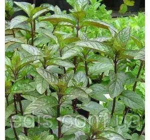 М'ята перцева, кореневище М'ята перцева, кореневище