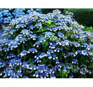 Гортензія Bluebird (Блюбьорд) у контейнері 2 л Гортензія Bluebird (Блюбьорд) у контейнері 2 л