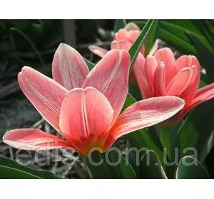 Тюльпан Кауфмана Fashion (Фейшн) 3 цибулинки Тюльпан Кауфмана Fashion (Фейшн) 3 цибулинки