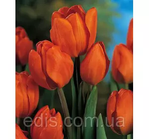 Тюльпан мультифлора Orange Bouguet 3 цибулинки Тюльпан мультифлора Orange Bouguet 3 цибулинки