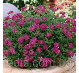 Вербена гібридна звисаюча суміш 0,1 г, насіння Яскрава Вербена гібридна звисаюча суміш 0,1 г, насіння Яскрава