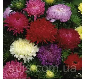 Айстра Півонієподібна низькоросла суміш 0,3 г насіння Яскрава Айстра Півонієподібна низькоросла суміш 0,3 г насіння Яскрава