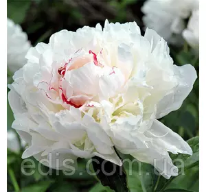 Півонія Boule de Neige (Буль-де-Неж) кореневище Півонія Boule de Neige (Буль-де-Неж) кореневище