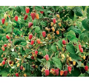 Малина Казка Малина Казка