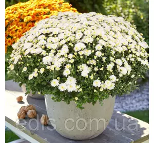 Хризантема Gigi Snow (Джіджі Сноу) контейнер 0,5 л Хризантема Gigi Snow (Джіджі Сноу) контейнер 0,5 л