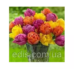 Набір цибулин тюльпанів Баланс 7 цибулин тюльпанів Набір цибулин тюльпанів Баланс 7 цибулин тюльпанів
