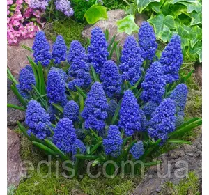 Мускарі махровий Blue Spike 5 цибулин Мускарі махровий Blue Spike 5 цибулин