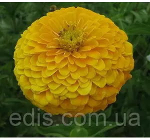 Цинія махрова Золота зірка 0,5 г, насіння Яскрава Цинія махрова Золота зірка 0,5 г, насіння Яскрава