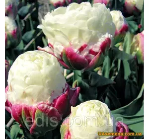 Тюльпан махровий пізній Ice Cream (Айс Крім), 3 цибулинки Тюльпан махровий пізній Ice Cream (Айс Крім), 3 цибулинки