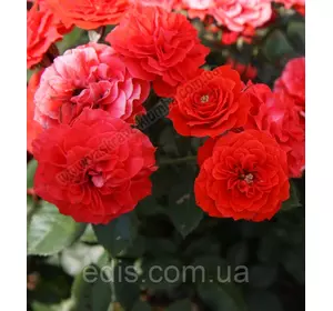 Троянда в'юнка Захід (Sunset) Троянда в'юнка Захід (Sunset)