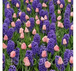 Арт-набір Ранковий сон (тюльпани, гіацинти) 6 цибулин Арт-набір Ранковий сон (тюльпани, гіацинти) 6 цибулин