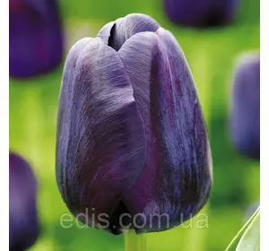 Тюльпан Тріумф Paul Scherer (Поль Шерер) 3 цибулини Тюльпан Тріумф Paul Scherer (Поль Шерер) 3 цибулини