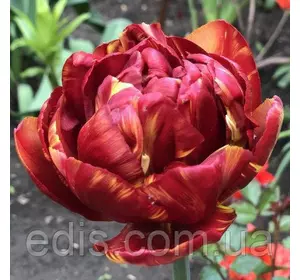 Тюльпан махровий пізній Sundowner (Сандаунер) 3 цибулинки Тюльпан махровий пізній Sundowner (Сандаунер) 3 цибулинки