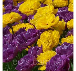 Арт-набір цибулин тюльпанів Розкішний 7 цибулин Арт-набір цибулин тюльпанів Розкішний 7 цибулин