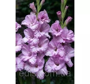 Гладіолус Desperado, 3 шт./уп., великоквітковий Гладіолус Desperado, 3 шт./уп., великоквітковий