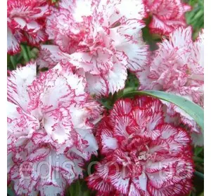 Гвоздика Шабо двокольорова суміш 0,2 г, насіння Яскрава Гвоздика Шабо двокольорова суміш 0,2 г, насіння Яскрава