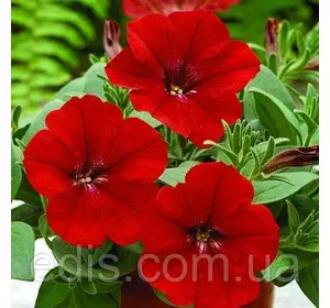 Петунія крупноквіткова Маріка F1, 10 насінин-драже, серія PREMIUM ТМ Яскрава Петунія крупноквіткова Маріка F1, 10 насінин-драже, серія PREMIUM ТМ Яскрава