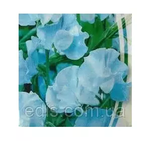 Горошок Запашний Томмі 1,0 г, Яскрава Горошок Запашний Томмі 1,0 г, Яскрава