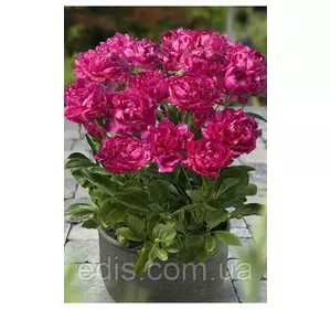 Півонія низькоросла London (Лондон) кореневище в пакеті Півонія низькоросла London (Лондон) кореневище в пакеті