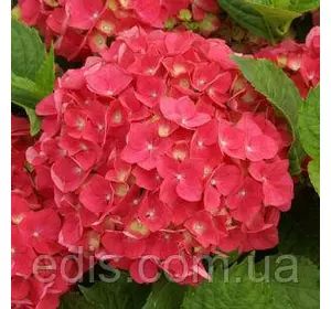 Гортензія Hot Red (Хот Ред) Гортензія Hot Red (Хот Ред)