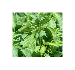 Базилік Лимонний 0,2 г, насіння Яскрава Базилік Лимонний 0,2 г, насіння Яскрава