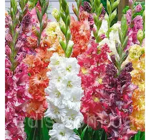 Гладіолус колекція всіх сортів 10/12 суміш 100 цибулин Гладіолус колекція всіх сортів 10/12 суміш 100 цибулин