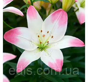 Лилия низкорослая Sugar Love (Шугар Лав) 1 луковица 12/14 Лилия низкорослая Sugar Love (Шугар Лав) 1 луковица 12/14