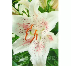 Лілія орієнтальна тигрова Muscadet (Мускадет) 1 цибулина 12/14 Лілія орієнтальна тигрова Muscadet (Мускадет) 1 цибулина 12/14