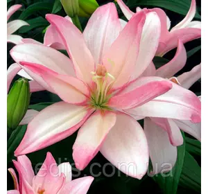 Лілія азіатська махрова Bentley 1 цибулина 12/14 Лілія азіатська махрова Bentley 1 цибулина 12/14