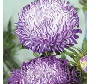 Айстра півонієподібна Сива Дама Синя 0,3 г насіння Яскрава Айстра півонієподібна Сива Дама Синя 0,3 г насіння Яскрава