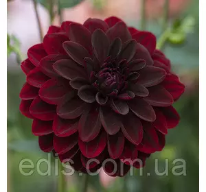 Жоржина високоросла Arabian Night Жоржина високоросла Arabian Night