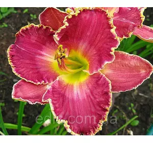 Лілейник David Kirchoff Лілейник David Kirchoff