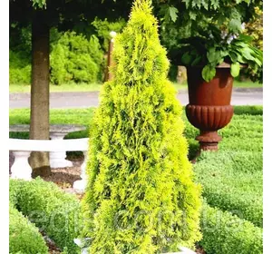 Туя восточная Piramidalis Aureal (Пирамидалис Ауреа) в контейнере Туя восточная Piramidalis Aureal (Пирамидалис Ауреа) в контейнере