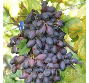Виноград Еталон (ранній) Виноград Еталон (ранній)
