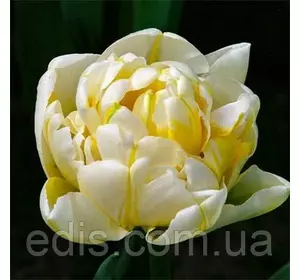 Тюльпан Flaming Evita (Флемін Евіта) махровий пізній 3 цибулини Тюльпан Flaming Evita (Флемін Евіта) махровий пізній 3 цибулини