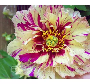 Півонія ІТО-гібрид Lollipop Півонія ІТО-гібрид Lollipop