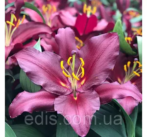Лілія гыгантська Bombastic 1 цибулина 12/14 Лілія гыгантська Bombastic 1 цибулина 12/14