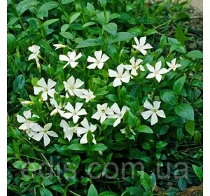 Барвінок великий Альба Барвінок великий Альба