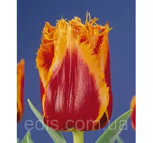 Тюльпан Palmares (Палмарес) оторочений 3 цибулинки Тюльпан Palmares (Палмарес) оторочений 3 цибулинки