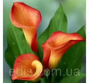 Калла Mango (Манго) 1 бульба 12/14 Калла Mango (Манго) 1 бульба 12/14