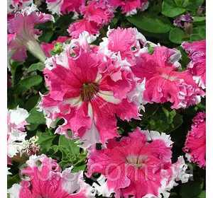 Петунія бахромчата Каркулка F1 (низька) 10 насінин-драже Петунія бахромчата Каркулка F1 (низька) 10 насінин-драже