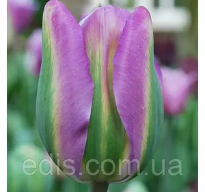 Тюльпан вірідіфлора Nightrider (Найтрайдер) 3 цибулинки Тюльпан вірідіфлора Nightrider (Найтрайдер) 3 цибулинки