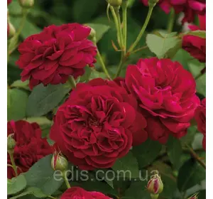 Роза Дарсі Бассел (Darcey Bussell) Роза Дарсі Бассел (Darcey Bussell)