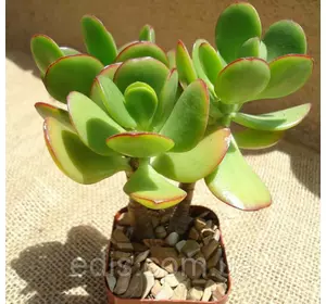 Товстянка (красула) овальна Грошове дерево., кімнатна рослина. h = 10 см. Товстянка (красула) овальна Грошове дерево., кімнатна рослина. h = 10 см.