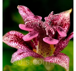 Тріціртіс Raspberry Mouse Тріціртіс Raspberry Mouse