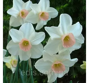 Нарцис мініатюрний Bell Song (Бел Сонг) 10/12 1 цибулина Нарцис мініатюрний Bell Song (Бел Сонг) 10/12 1 цибулина