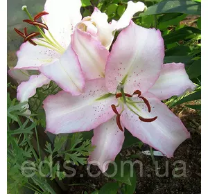 Лілія орієнтальна Brasilia (Бразилія) 1 цибулина 12/14 Лілія орієнтальна Brasilia (Бразилія) 1 цибулина 12/14